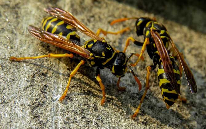 被馬蜂蟄了不處理行嗎? 馬蜂