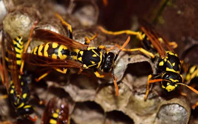 怎么避免馬蜂回來報仇? 馬蜂