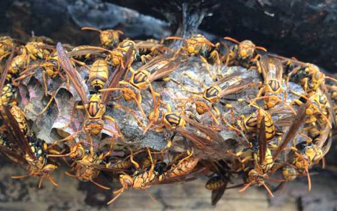 馬蜂喜歡在什么地方做窩? 馬蜂