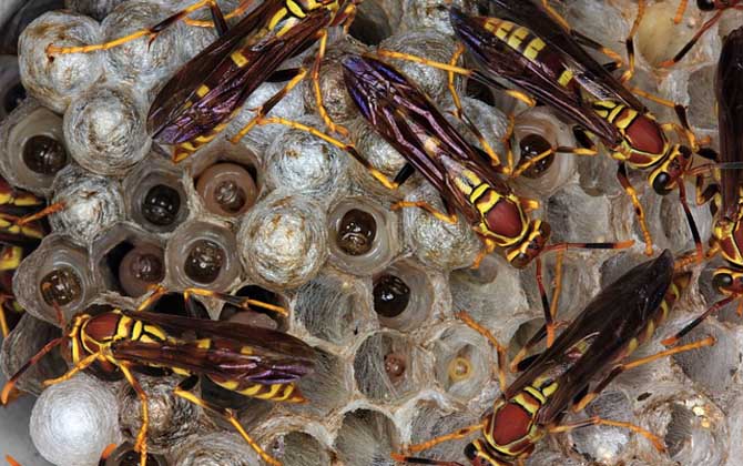 馬蜂喜歡在什么地方做窩? 馬蜂