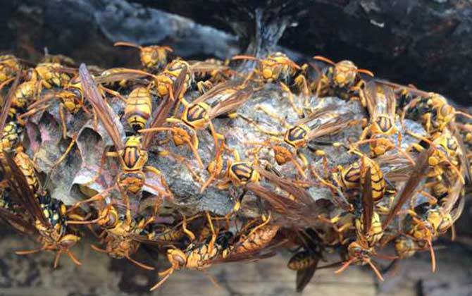 馬蜂會攻擊睡覺的人嗎? 馬蜂