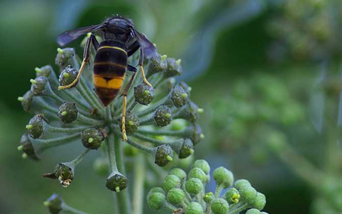 被馬蜂蟄了多久會死亡? 馬蜂