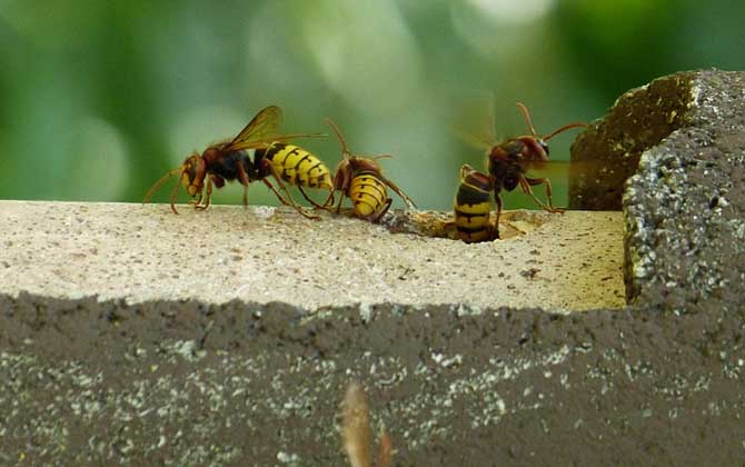 馬蜂入宅預(yù)兆著什么? 馬蜂