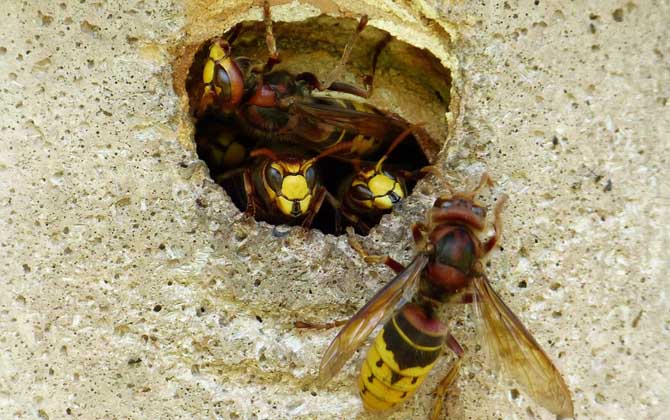 馬蜂入宅預(yù)兆著什么? 馬蜂