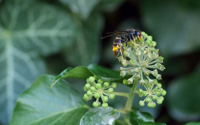 馬蜂入宅預(yù)兆著什么? 馬蜂