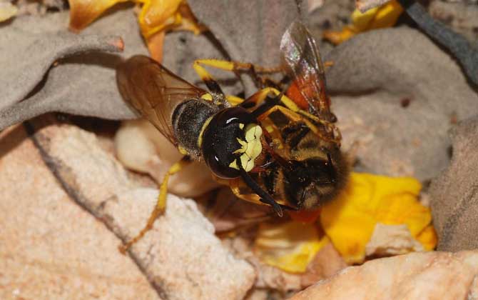 馬蜂蟄了刺沒拔會(huì)怎樣? 馬蜂