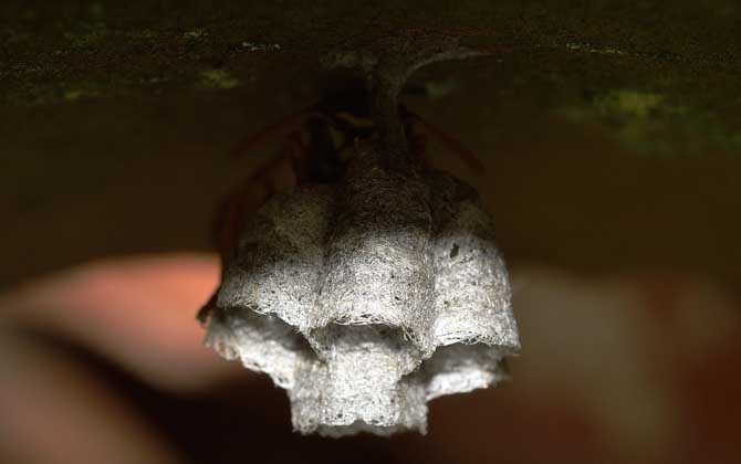 馬蜂蟄了刺沒拔會(huì)怎樣? 馬蜂