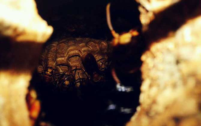 能蟄死人的蜂有哪些? 洞夜胡蜂