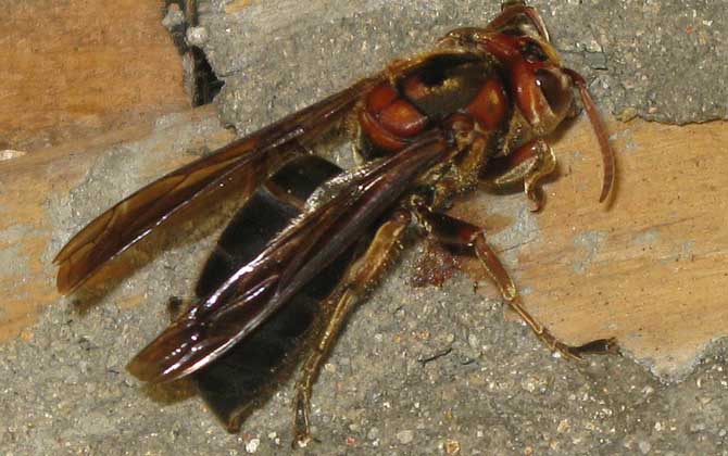 十大最厲害的蜂排行榜 黑絨胡蜂