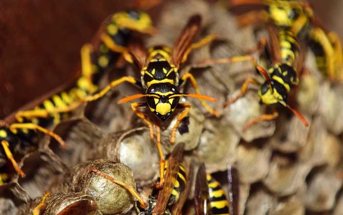 虎頭蜂和馬蜂誰厲害? 馬蜂