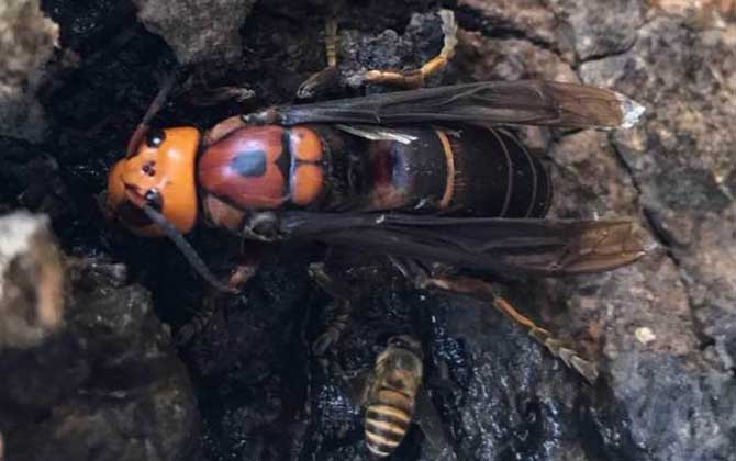 虎頭蜂和馬蜂誰厲害? 虎頭蜂