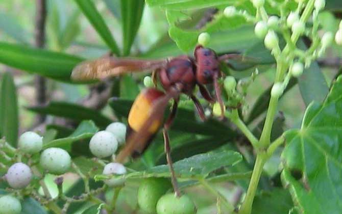 黃腰虎頭蜂的毒性強嗎? 黃腰虎頭蜂