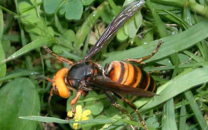 擬大虎頭蜂