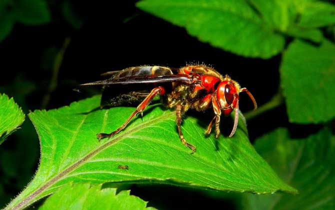 黑腹虎頭蜂的毒性大嗎? 黑腹虎頭蜂