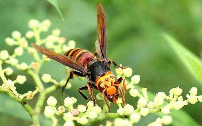 虎頭蜂一只多少人民幣? 虎頭蜂