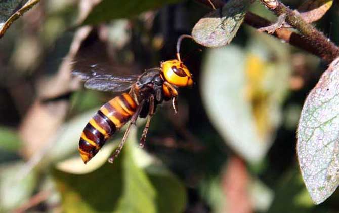 雞籠蜂真的能蟄死人嗎? 雞籠蜂