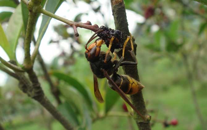 雞籠蜂真的能蟄死人嗎? 雞籠蜂