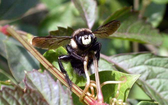 比虎頭蜂還大的黑蜂是什么蜂? 竹蜂