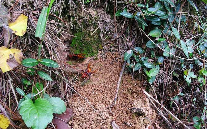 虎頭蜂蟄了找不到刺怎么辦? 虎頭蜂