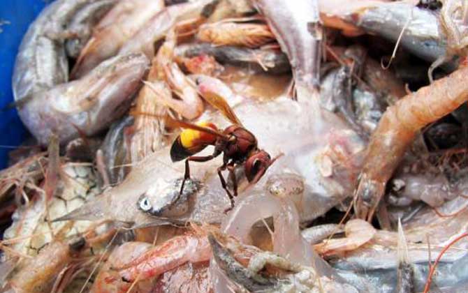 黃腰虎頭蜂蟄了怎么處理? 黃腰虎頭蜂