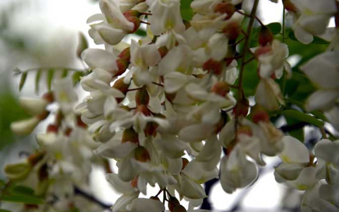 洋槐樹什么時候開花? 洋槐