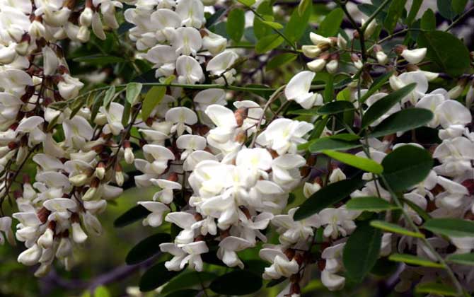 洋槐樹什么時候開花? 洋槐