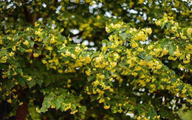 椴樹什么時候開花? 椴樹