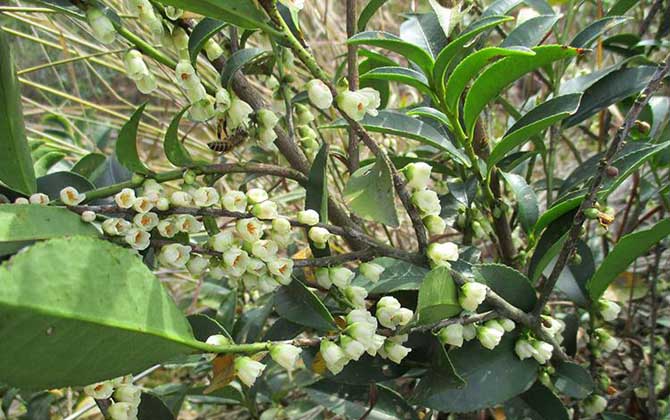 冬季有哪些主要蜜源植物? 野桂花