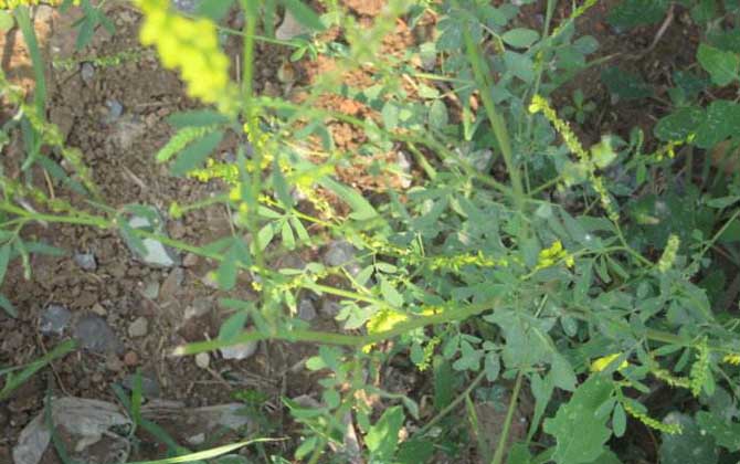 草木樨什么時(shí)候開花? 草木樨