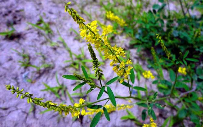 草木樨什么時(shí)候開花? 草木樨