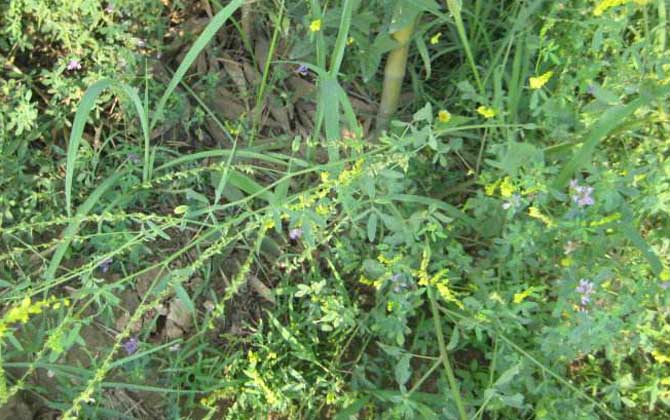 草木樨什么時(shí)候開花? 草木樨