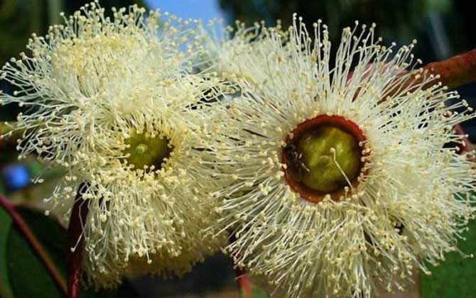 桉樹什么時候開花? 桉樹