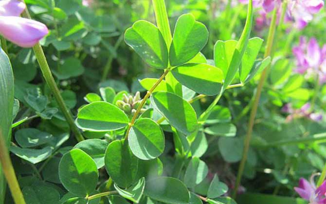 紫花苜蓿什么時候開花? 紫花苜蓿