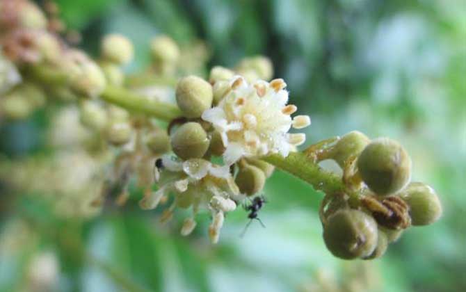 龍眼什么時候開花? 龍眼