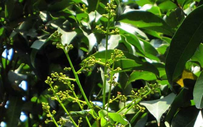 荔枝什么時候開花? 荔枝