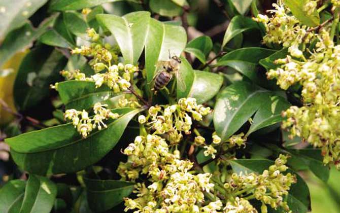 荔枝什么時候開花? 荔枝