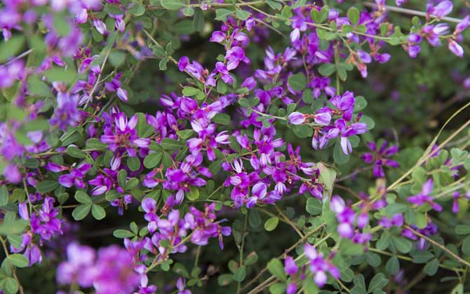 胡枝子什么時候開花? 胡枝子