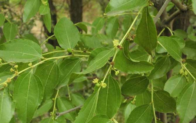 棗樹什么時候開花? 棗樹