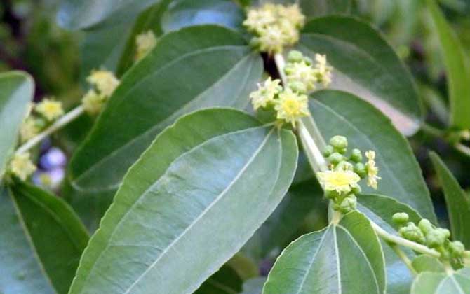 棗樹什么時候開花? 棗樹