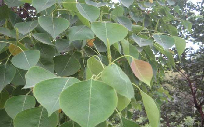 烏桕樹什么時(shí)候開花? 烏桕樹