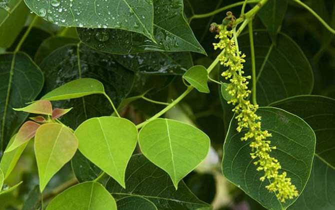 烏桕樹什么時(shí)候開花? 烏桕樹