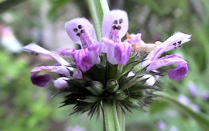 益母草什么時候開花? 益母草