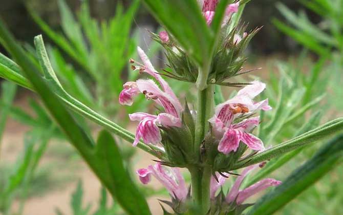 益母草什么時候開花? 益母草