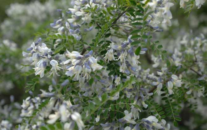 狼牙刺什么時候開花? 狼牙刺