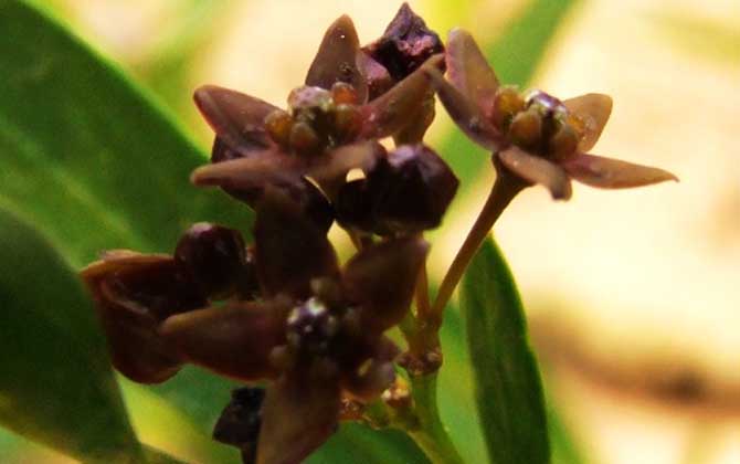 老瓜頭什么時候開花? 老瓜頭