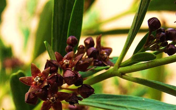 老瓜頭什么時候開花? 老瓜頭