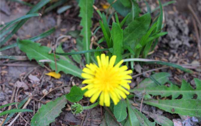 蒲公英什么時候開花? 蒲公英