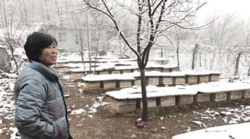 老蜂農賈天吉靠養蜂賣蜜治病 蜂農 賈天吉 養蜂 蜂蜜