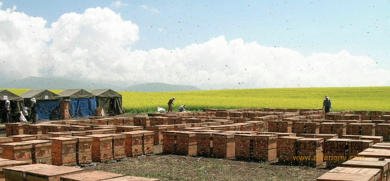 家庭低拔蜜蜂飼養技術特點 蜜蜂 養蜜蜂 蜜蜂養殖 轉地 育王 分群