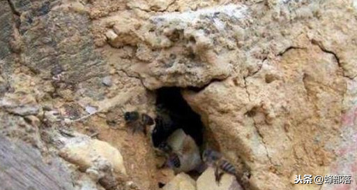 什么時(shí)候放誘蜂箱合適？3個(gè)關(guān)鍵時(shí)期，把握好，又是一個(gè)大豐收